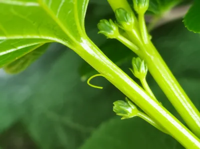 Illustration buds - Image 1