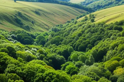 Illustration coomb - Image 1