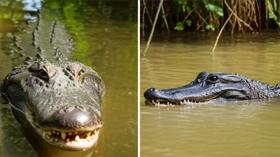 Illustration alligator