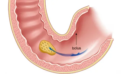 Illustration swallow - Image 1