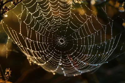 Illustration dewy - Image 1