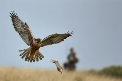 Illustration rakes - Image 1