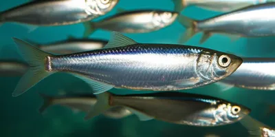 Illustration herring - Image 1