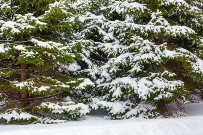 Illustration evergreen - Image 1