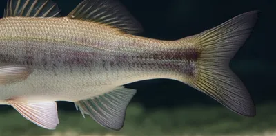 Illustration pectoral