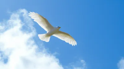 Illustration winged - Image 1