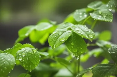 Illustration misted - Image 1