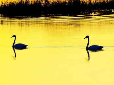 Illustration swans - Image 1