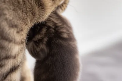 Hình ảnh minh họa scruff - Ảnh 1