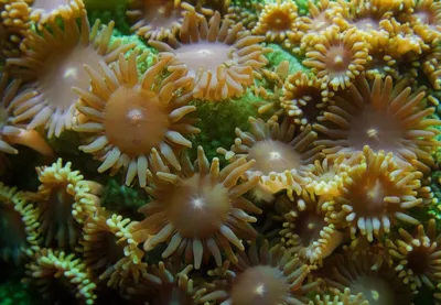 Illustration colony - Image 1