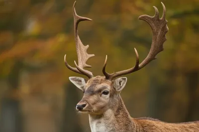 Illustration palms - Image 1