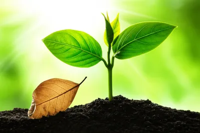 Illustration alive - Image 1