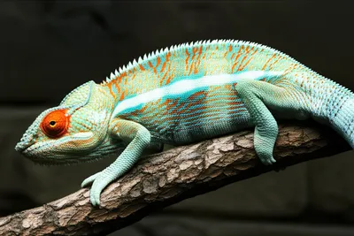 Illustration sits - Image 1