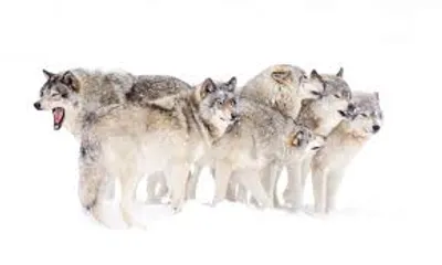 Illustration pack - Image 3