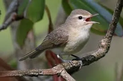 Illustration warble - Image 2