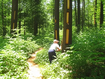 Illustration blazes - Image 1