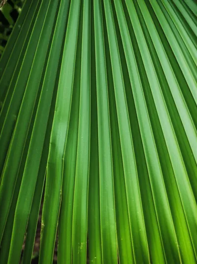 Illustration pleat - Image 1