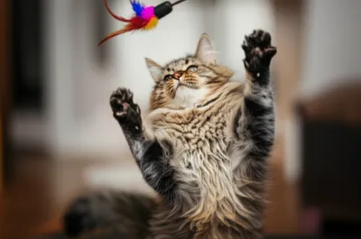 Illustration ups - Image 1