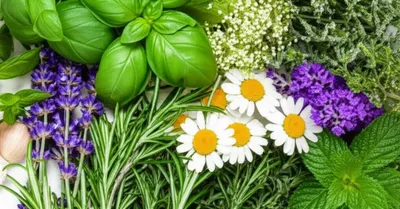 Illustration herbs - Image 1