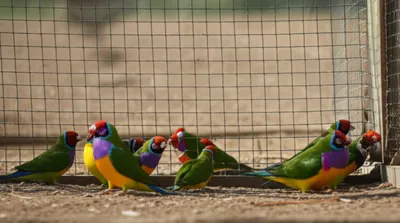 Illustration interbreeding - Image 1