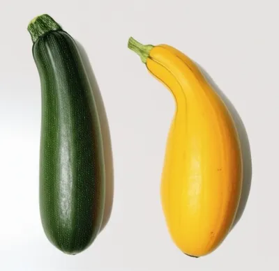 Illustration squash - Image 1