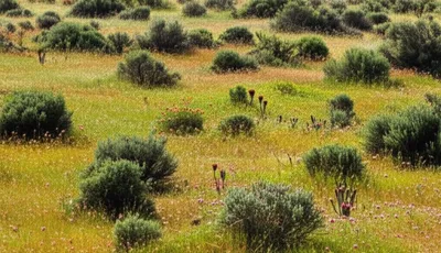 Illustration scrubland