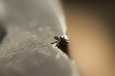 Illustration burs - Image 1