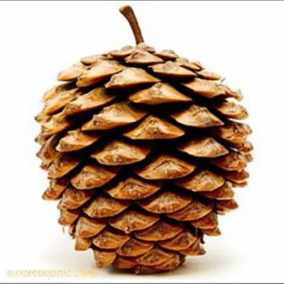 Illustration pineapple - Image 1