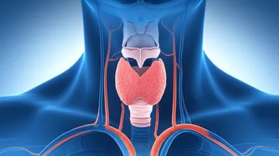 Illustration thyroid
