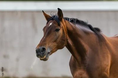 Illustration roared - Image 1