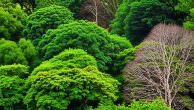 Illustration evergreen - Image 1