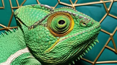 Illustration disguises - Image 1