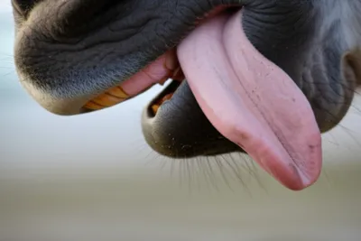 Illustration barbel - Image 1