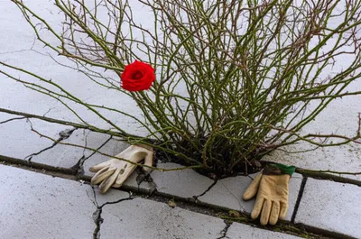 Illustration refractory - Image 1