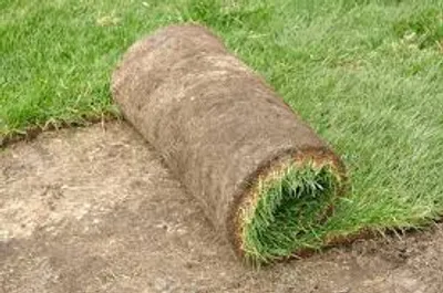 Illustration sod - Image 2