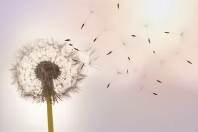 Illustration fluffier - Image 1