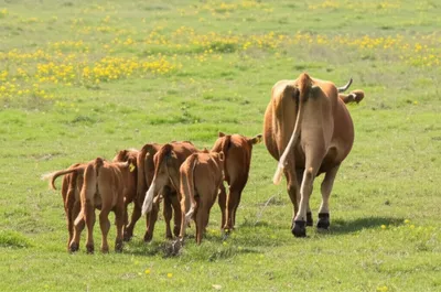 Hình ảnh minh họa follower - Ảnh 1