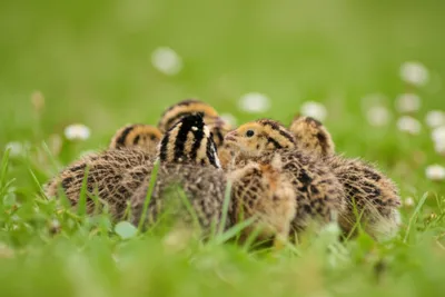 Illustration jug - Image 1