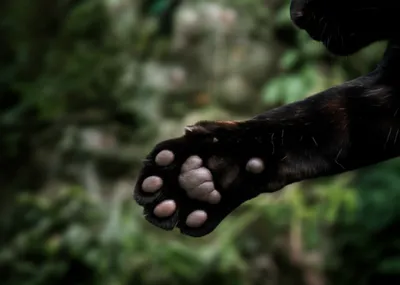 Illustration sheathed - Image 1