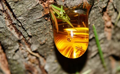 Illustration gum - Image 1