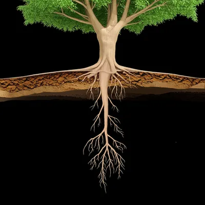 Illustration deepen - Image 1