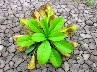 Illustration dwindling