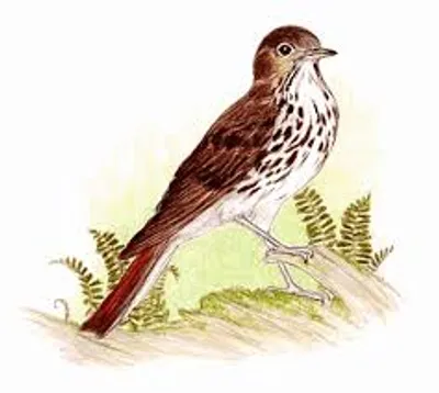 Illustration solitaire - Image 2