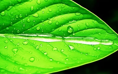 Illustration snail - Image 1