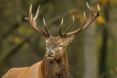 Illustration royal - Image 1