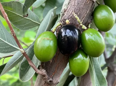 Illustration olives - Image 1