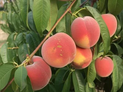 Illustration addled - Image 1