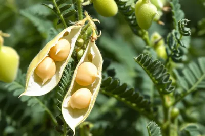 Illustration gram - Image 1