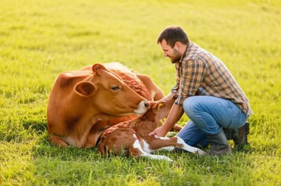 Illustration calves - Image 1