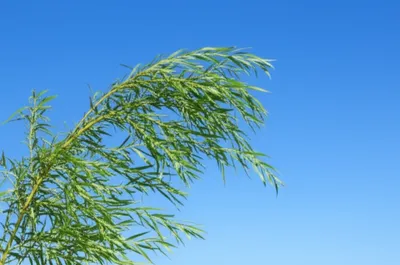 Illustration supple - Image 1